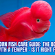 Flowerhorn Fish Care Guide: The Bold Beauty with a Temper – Is It Right for You?