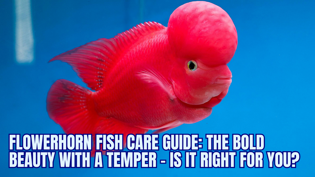 Flowerhorn Fish Care Guide: The Bold Beauty with a Temper – Is It Right for You?
