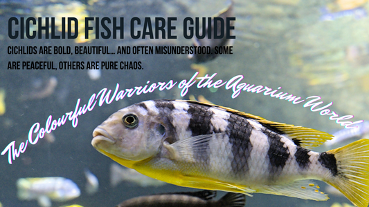 Cichlid Fish Care Guide – The Colourful Warriors of the Aquarium World