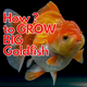 Life Aayu Goldfish Food: The Ultimate Ayurvedic Solution for Your Goldfish