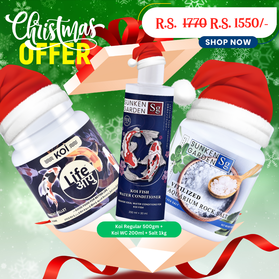 Koi Regular Christmas Combo – 500g
