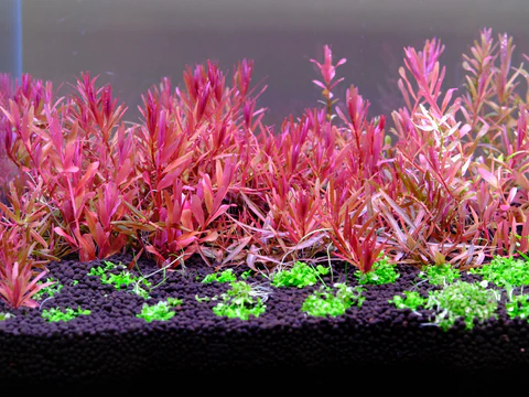 Twinstar E Line (Version IV) Planted | Freshwater Aquarium ORGB Light with Full Spectrum Orange LED for Vibrant Plant Growth