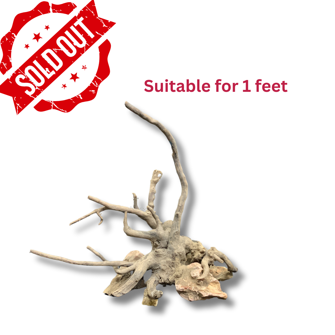 Ready-to-Use Driftwood Aquascape Setup – For 1 ft Aquarium Tank (Additional Shipping charges will be applicable)
