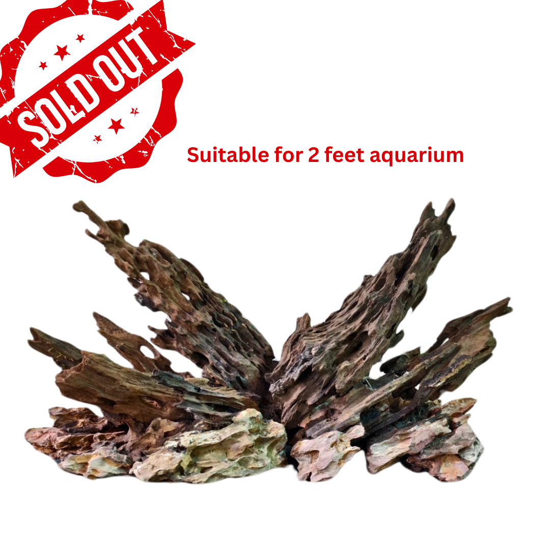 Ready-to-Use Driftwood Aquascape Setup – For 2 ft Aquarium Tank (Additional Shipping charges will be applicable)