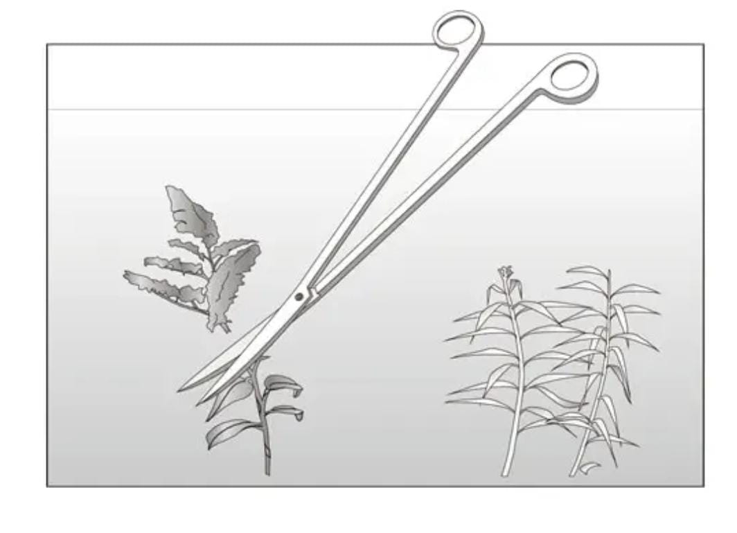 ISTA I-547-1 प्रो कैंची घुमावदार अंत गहरा रंग
