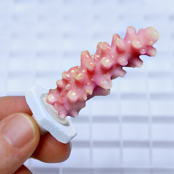 सीचेम कोरल प्लग्स