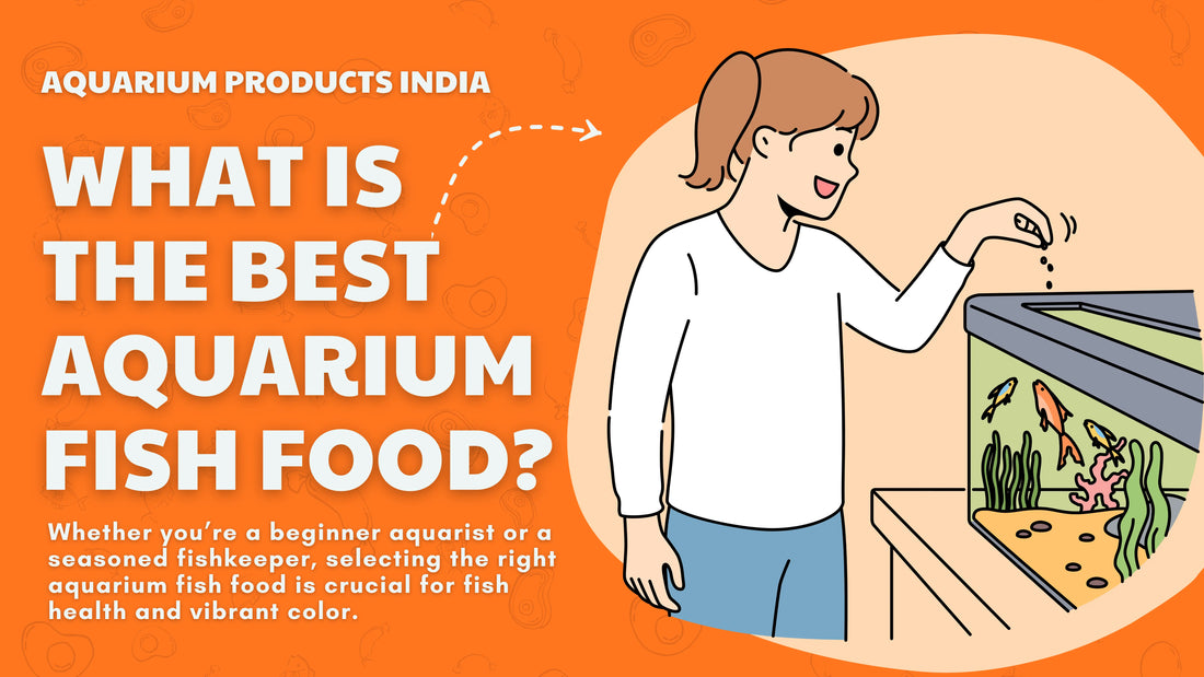 What Is the Best Aquarium Fish Food?