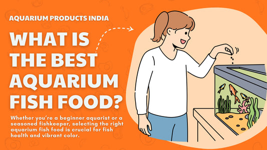 What Is the Best Aquarium Fish Food?