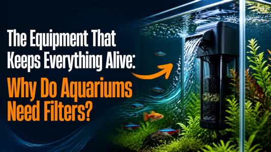 The Equipment That Keeps Everything Alive: Why Do Aquariums Need Filters?