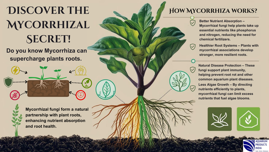 Mycorrhiza : Mycorrhiza and its how mycorrhiza works