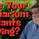 Are Your Aquarium Plants Dying?