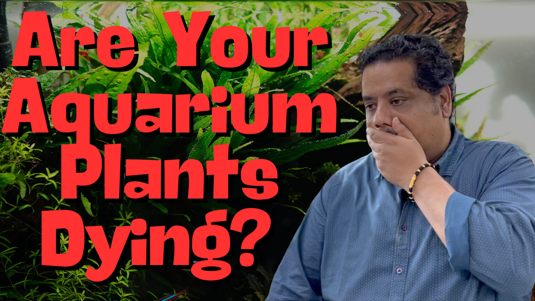 Are Your Aquarium Plants Dying?