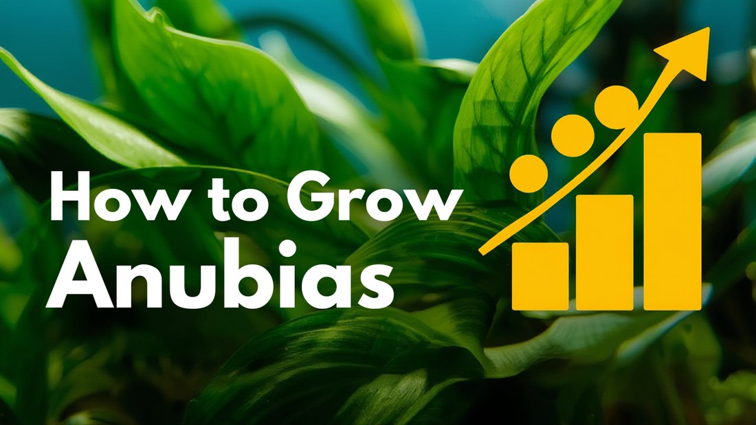 "How to Grow Anubias for Profit: Complete Propagation Guide"