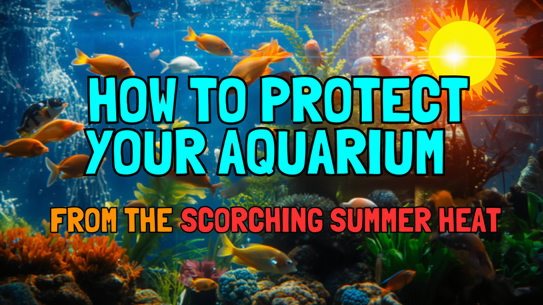 Summer care tips for your Aquarium fish