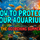 Summer care tips for your Aquarium fish