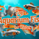 Top Aquarium cold fish for winters in india
