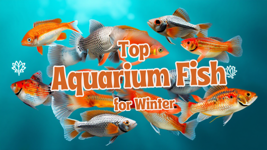 Top Aquarium cold fish for winters in india