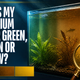 Why Is My Aquarium Water Green, Brown Or Yellow?