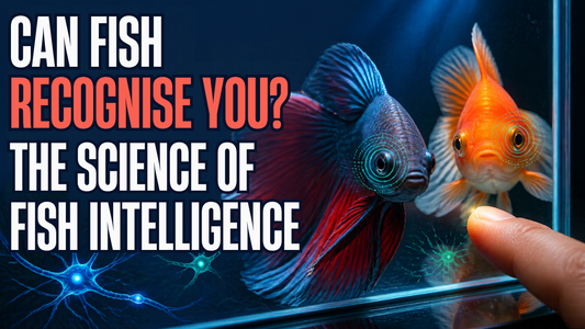 Can Fish Recognise You? The Science of Fish Intelligence