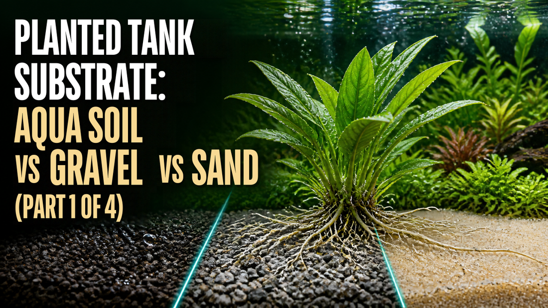 Planted Tank Substrate: Aqua Soil vs Gravel vs Sand