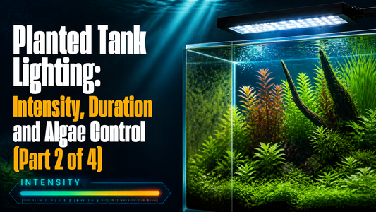 Planted Tank Lighting: Intensity, Duration and Algae Control