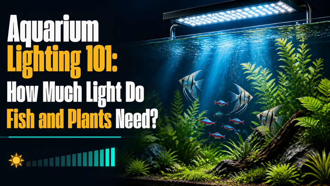 Aquarium Lighting 101: How Much Ligth DO Fish and Plants Need? 