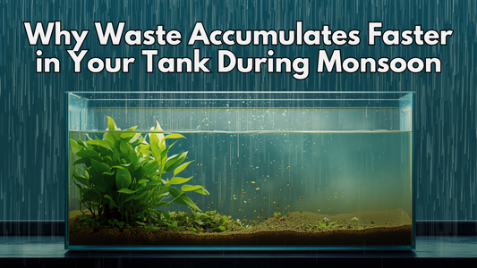 Why Waste Accumulates Faster in Your Tank During Monsoon