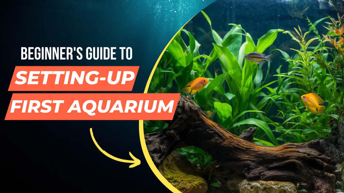 Beginner's Guide to Setting Up Your First Aquarium - Start Right, Stay Hooked