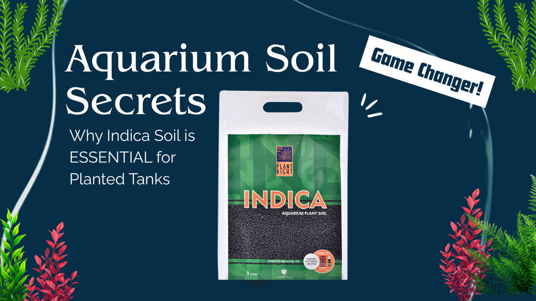Why Aquarium Soil (Indica Soil) is Essential for a Healthy Planted Tank?