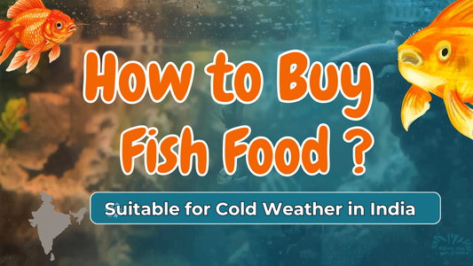 How to buy fish food suitable for cold weather online in India