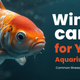 What are the common illnesses Aquarium fish face in winter ????
