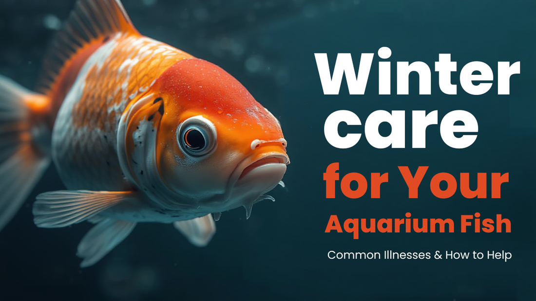 What are the common illnesses Aquarium fish face in winter ????