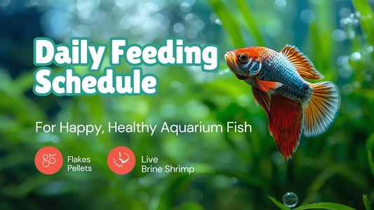Daily feeding schedule for aquarium fish during Indian winter