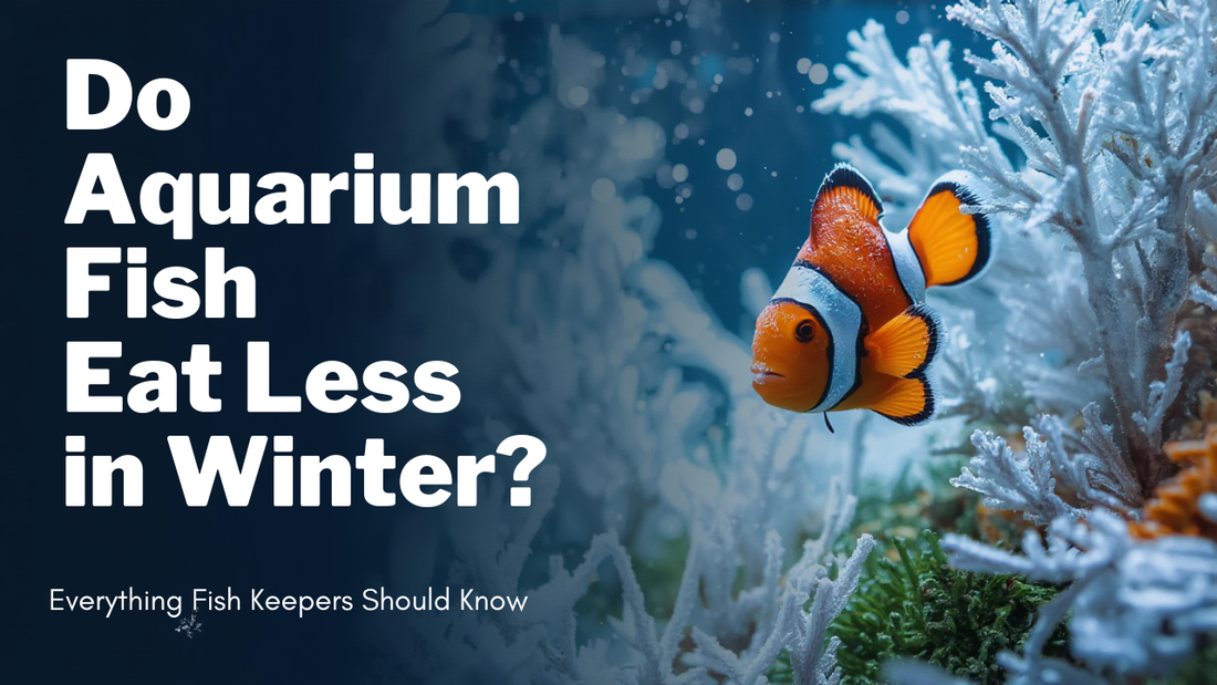 Do aquarium fish eat less in winter? Everything Fish Keepers Should Know