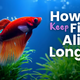 How to Keep Fish Alive Longer: Beginner Aquarium Guide