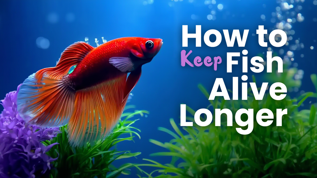 How to Keep Fish Alive Longer: Beginner Aquarium Guide
