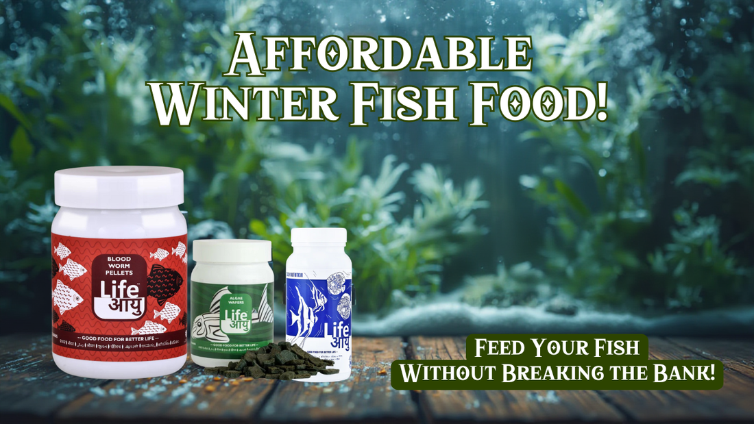 Affordable fish food options for winter feeding available online