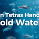 Can Tetras handle cold water ??
