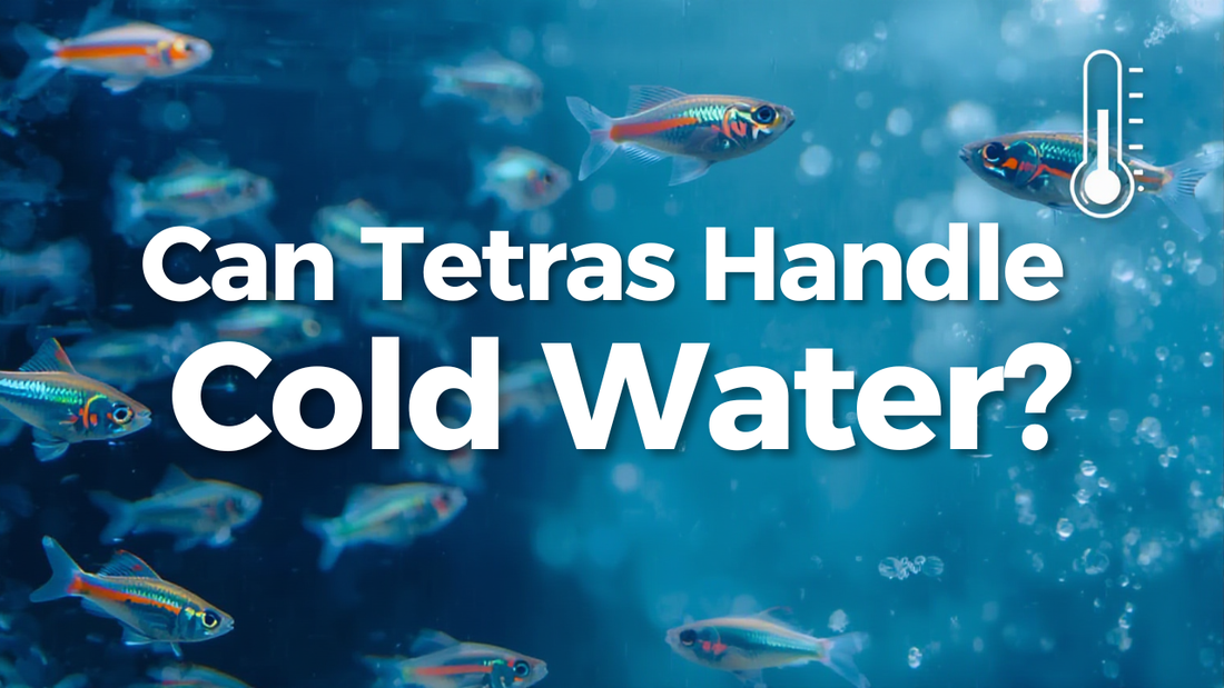 Can Tetras handle cold water ??