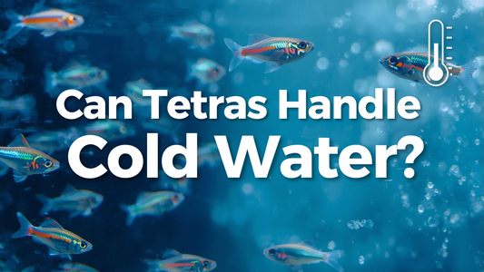 Can Tetras handle cold water ??