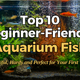 Top 10 Beginner-Friendly Aquarium Fish Guide