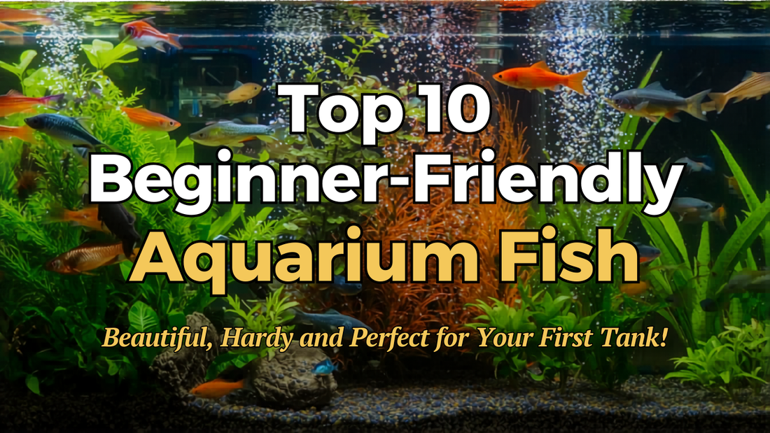 Top 10 Beginner-Friendly Aquarium Fish Guide