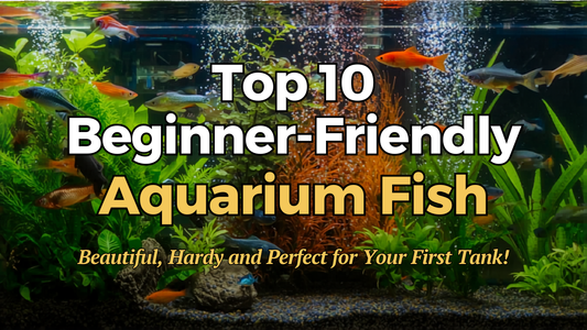 Top 10 Beginner-Friendly Aquarium Fish Guide