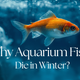 Why aquarium fish die in winter?