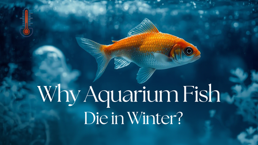 Why aquarium fish die in winter?