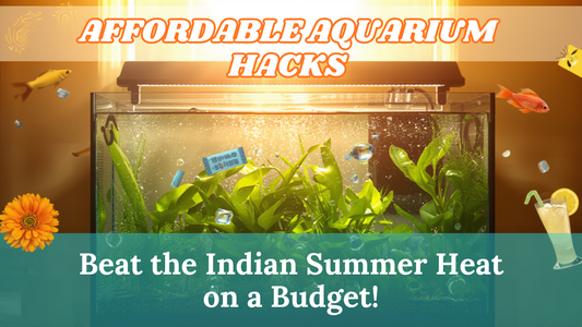 How to Cool Your Aquarium WITHOUT an Expensive Chiller (5 Hacks for Indian Summer)