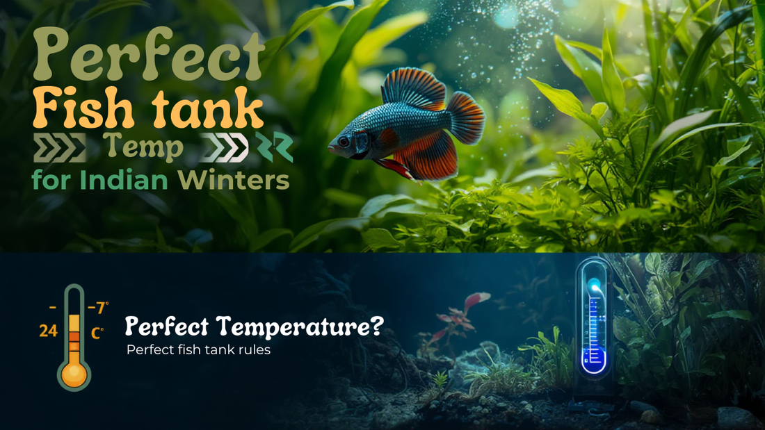 what is the perfect fish tank temperature for indian winters ?