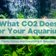 What CO2 Does for Your Aquarium - Plants, Fish, and Everything in Between - Part 1