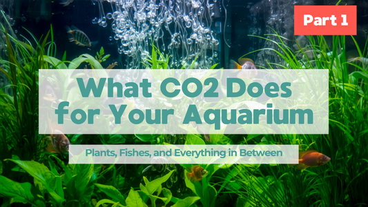 What CO2 Does for Your Aquarium - Plants, Fish, and Everything in Between - Part 1