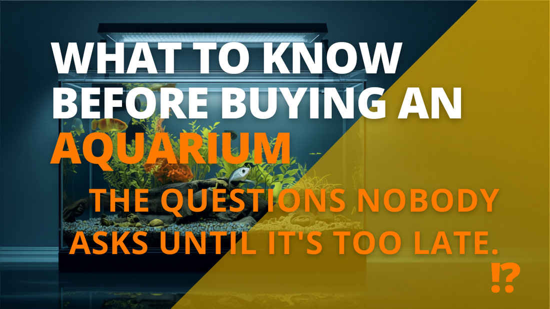 What To Know Before Buying An Aquarium: The Questions Nobody Asks Until It's Too Late
